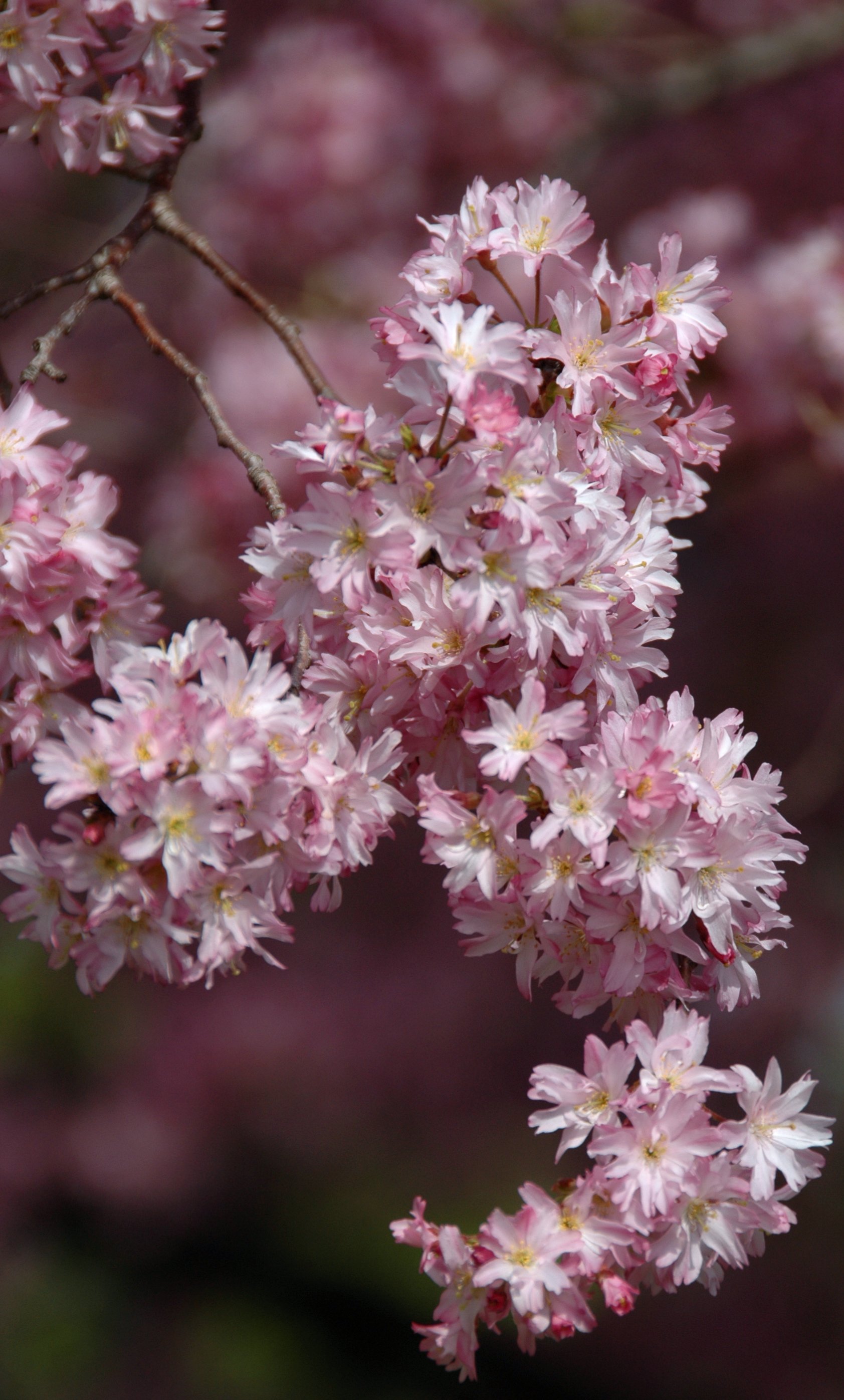 200804199144 Cherry Blossoms